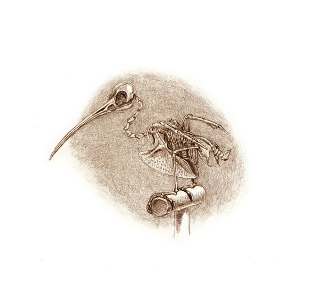 The Unfeathered Bird